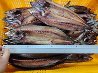 [판매중] 가격 다운!!생물..