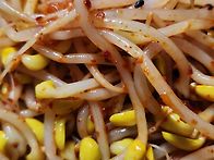 콩나물
