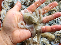 [판매중] 오늘도 특가!!..