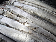 [판매중] 사이즈 좋습니다..