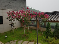 대웅전 정원에 활짝핀 배롱..