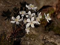 3/7 아산 변산 바람꽃