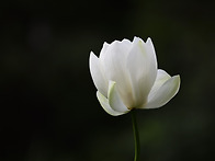 봉선사 백연