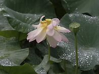 雨中蓮