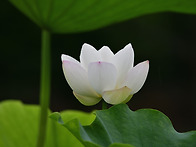 울미연