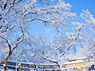 선운사설경
