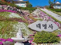 2024. 4.14. 꽃잔디 여행..