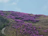 2024.4.12. 화왕산 진달래