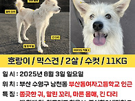 강아지를찾습니다
