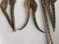 해룡 과 해마가 ..