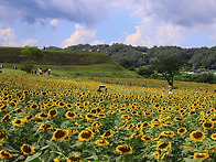 호로고루성