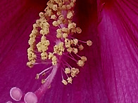 부용화(芙蓉花)