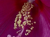 부용화(芙蓉花)