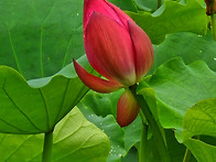 세미원 연꽃 축제