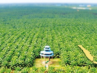 인도네시아 팜농장을 가다