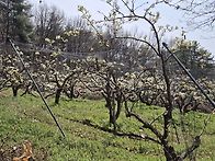 봄 꽃과 우진과 산다