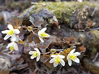 2023,0326천마산야생화