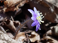 2023,0326천마산야생화