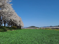 4월 8일 아름다운 봄날 벚..