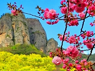 4월 21일 주왕산 겹벚꽃과..