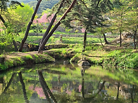4월 15-16일 겹벚꽃 복사..