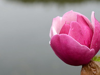 4월13일 서산목장 벚꽃길,..