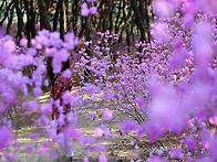 4월 11일 양평 남한강변 ..