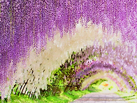 4월 22-25일 철쭉꽃 등나..