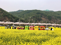 4월 7일 삼척 맹방 유채꽃..