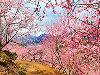 4월 18일 꽃피는 산하, ..