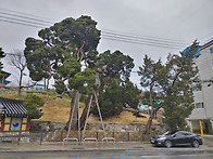 울진 죽변 향나무