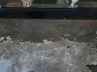 지나가다가 고양이 울음 ..