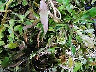 냉이꽃피었네요