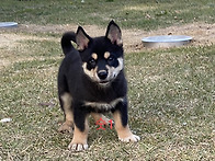 수입 실엽견 바이가치 와 ..