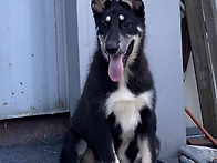 이스트라이카 강아지~^^