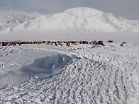 몽골의 혹독한 겨울을 겪는..