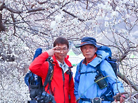 산수정과 함께한 매화마을