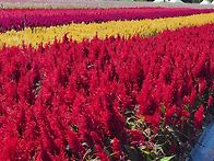 촛불 맨드라미80