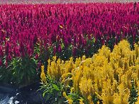 촛불 맨드라미79