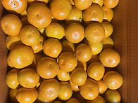 저농약일반조생귤