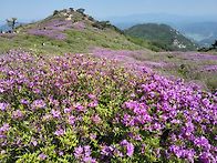 황매산.