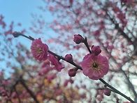 [오늘은 춘분(春分..