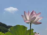 철마연꽃단지