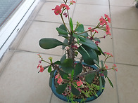 꽃 기린 과 석류