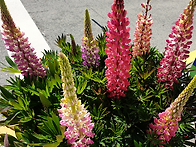 루피너스.모과꽃