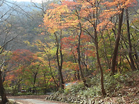 내장사 단풍 23.11.7일