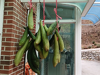 수세미 수확해서 ..