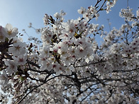 2026-03-29(일) 진해 군..