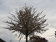 25-11,8 단풍 물든 고즈넉..