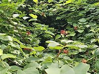 푸른산악회 처음산..